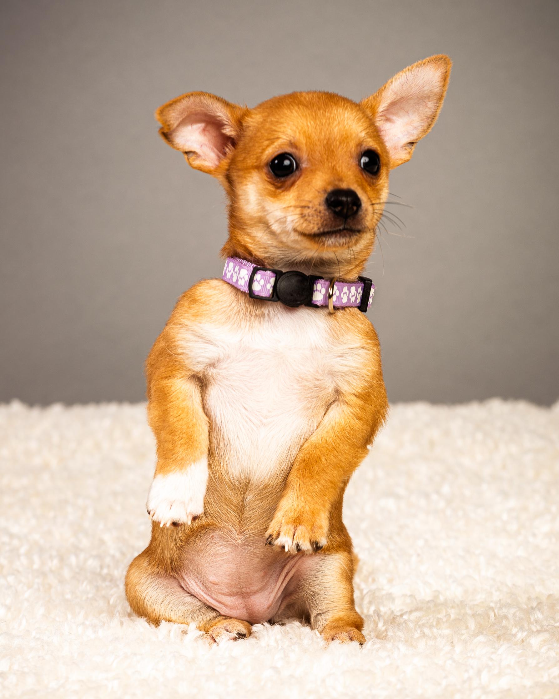 Enlarge Belle - Puppy - Coming Late March, a ADOPTABLE Chihuahua in Plano, TX image 5/6