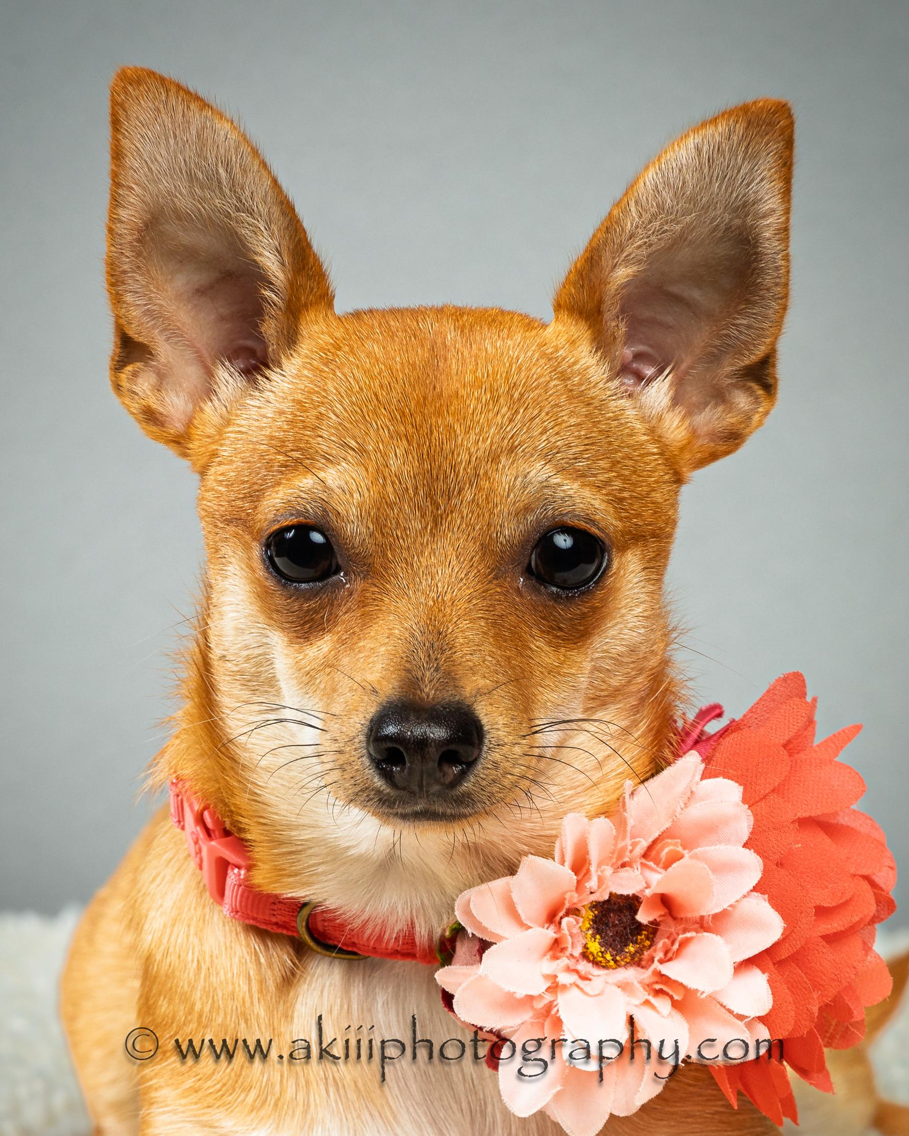 Enlarge Belle - Puppy, a ADOPTABLE Chihuahua in Plano, TX image 2/6