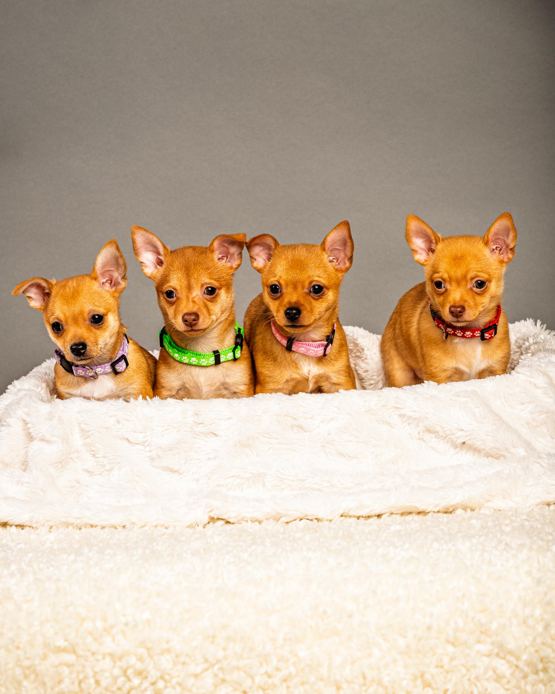 Enlarge Belle - Puppy - Coming Late March, a ADOPTABLE Chihuahua in Plano, TX image 6/6