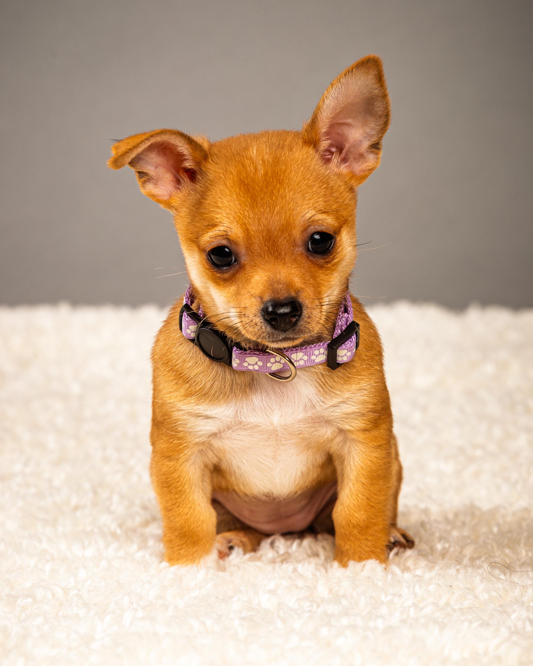 Enlarge Belle - Puppy - Coming Late March, a ADOPTABLE Chihuahua in Plano, TX image 3/6