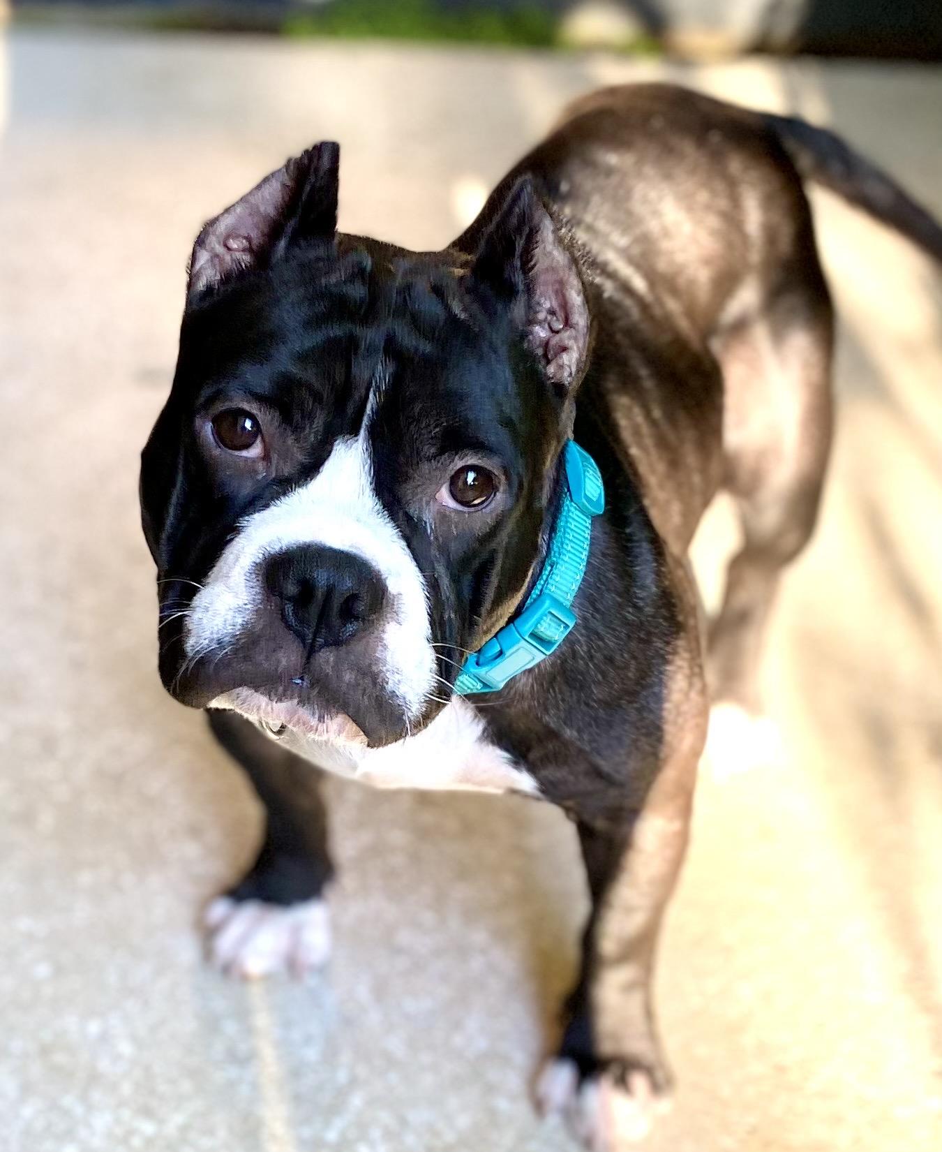 Loveable Lily, a Adopted mixed breed in Calabasas, CA image 2/4