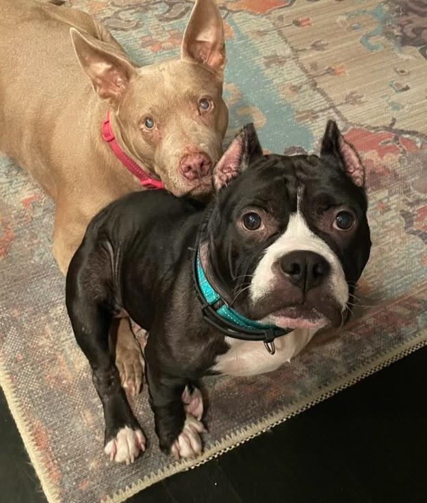 Loveable Lily, Adopted, Adult Female Boston Terrier & Bulldog.