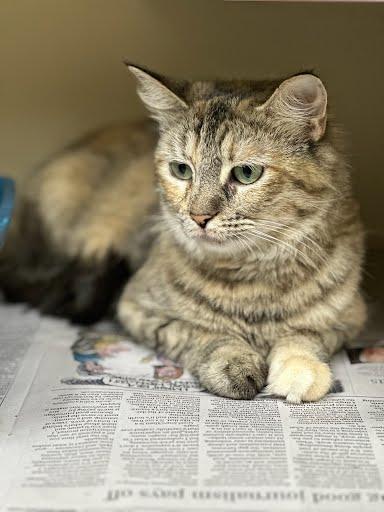Enlarge Nala, an adopted Domestic Medium Hair in Marshall, TX image 2/2