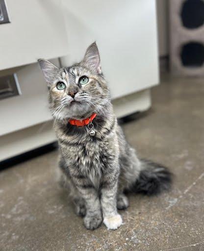 Enlarge Nala, an adopted Domestic Medium Hair in Marshall, TX image 1/2