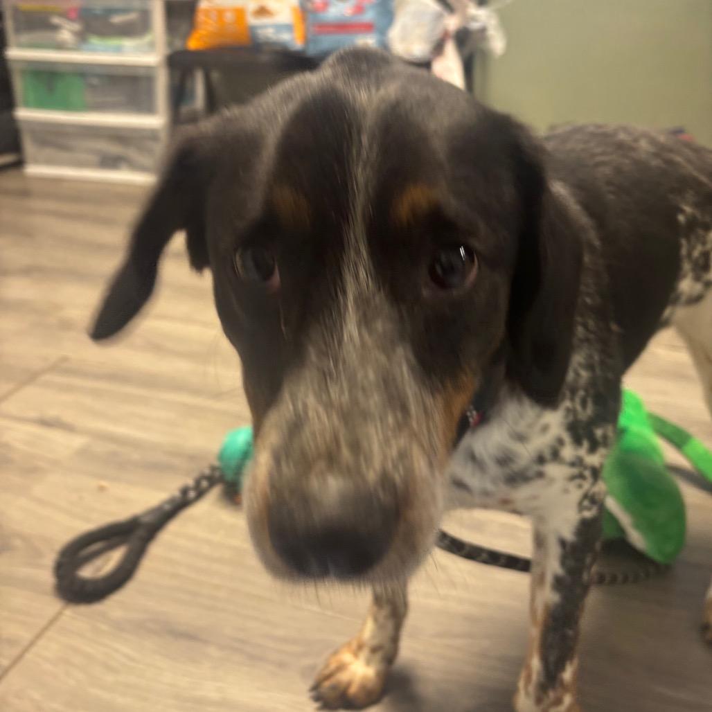 Rory, Adoptable, Young Female Pointer & Mixed Breed.