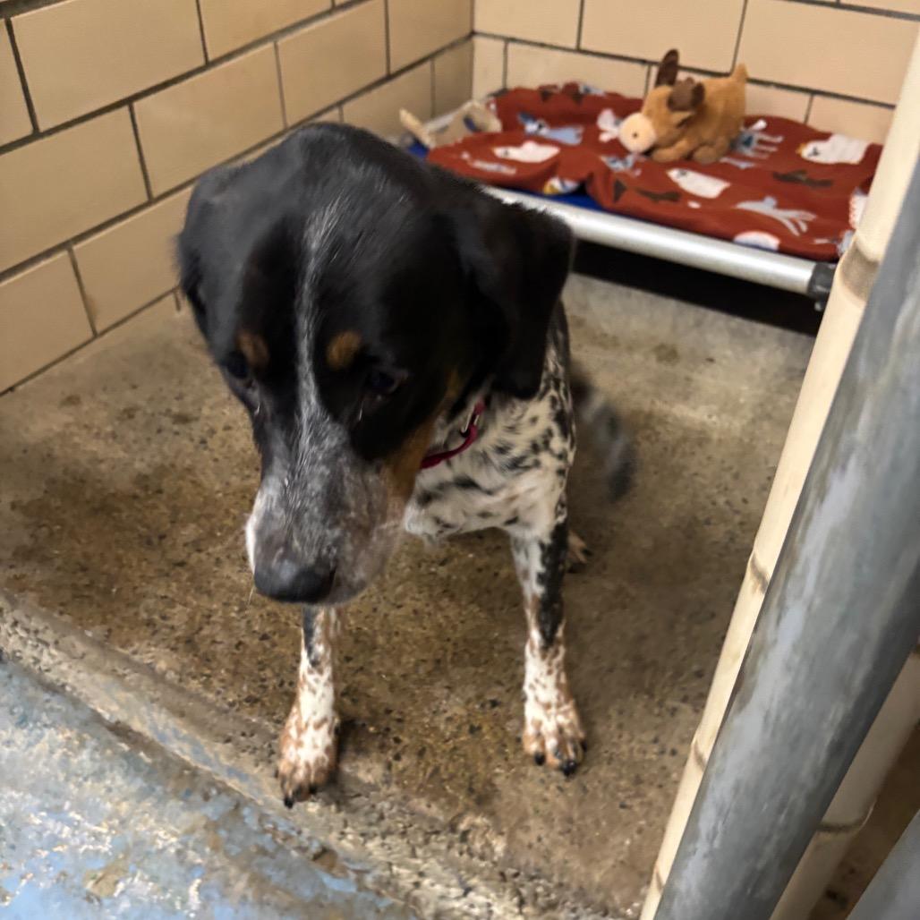 Enlarge Rory, a Adoptable mixed breed in Greenville, PA image 2/6