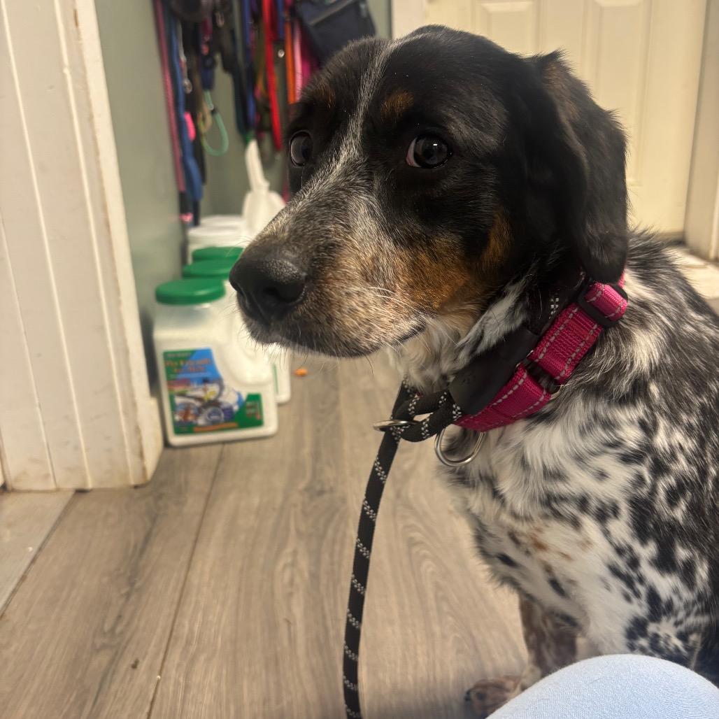 Enlarge Rory, a Adoptable mixed breed in Greenville, PA image 3/6