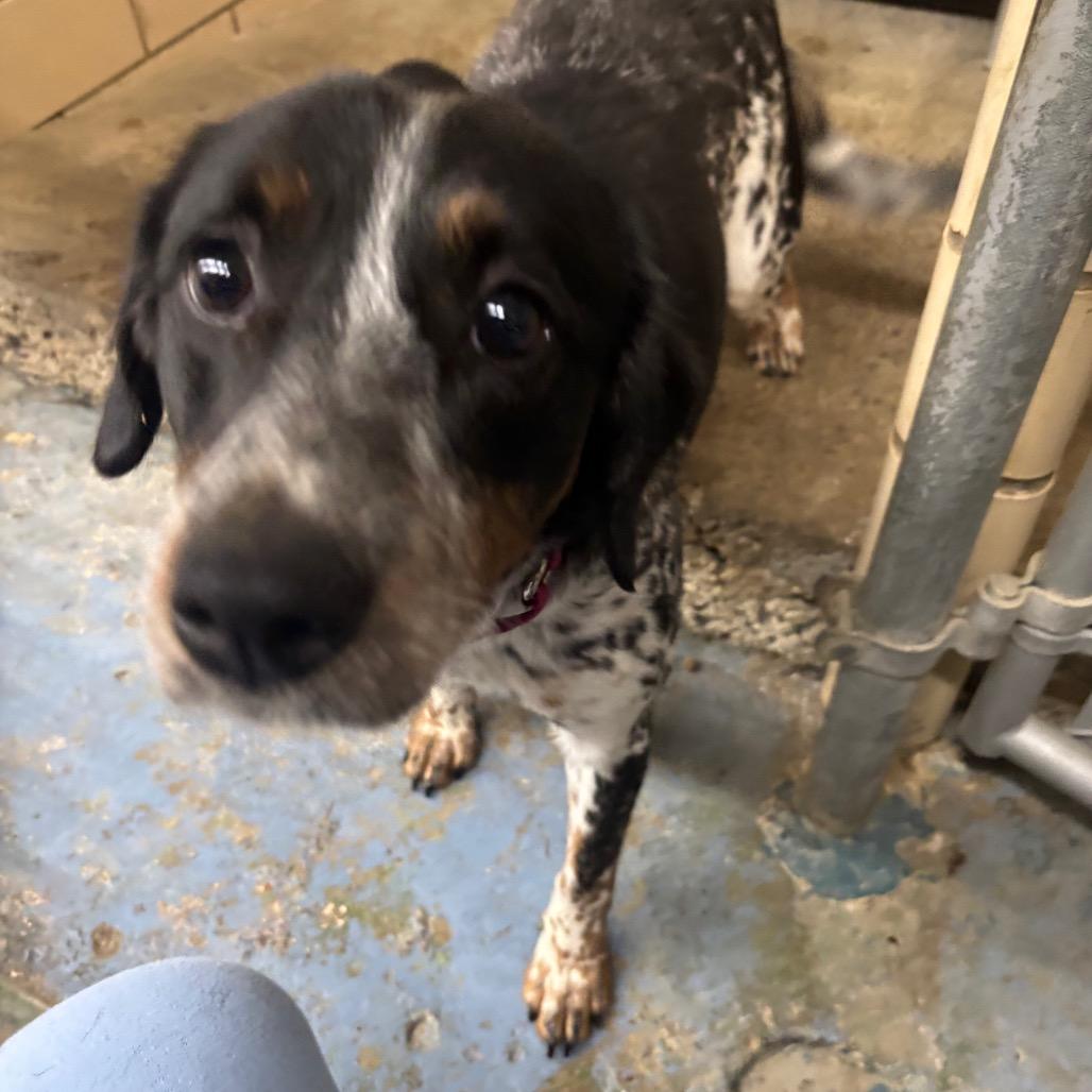 Enlarge Rory, a Adoptable mixed breed in Greenville, PA image 4/6