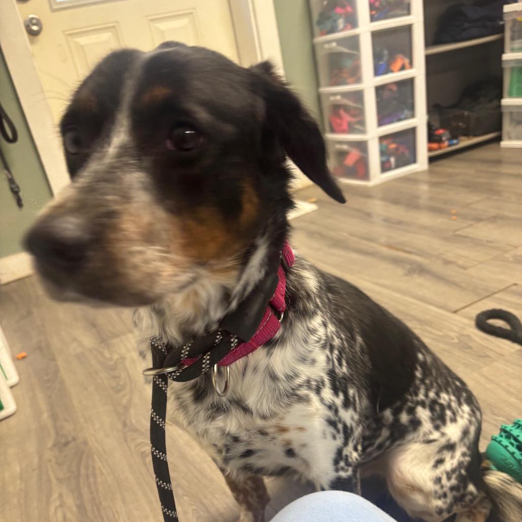 Enlarge Rory, a Adoptable mixed breed in Greenville, PA image 5/6