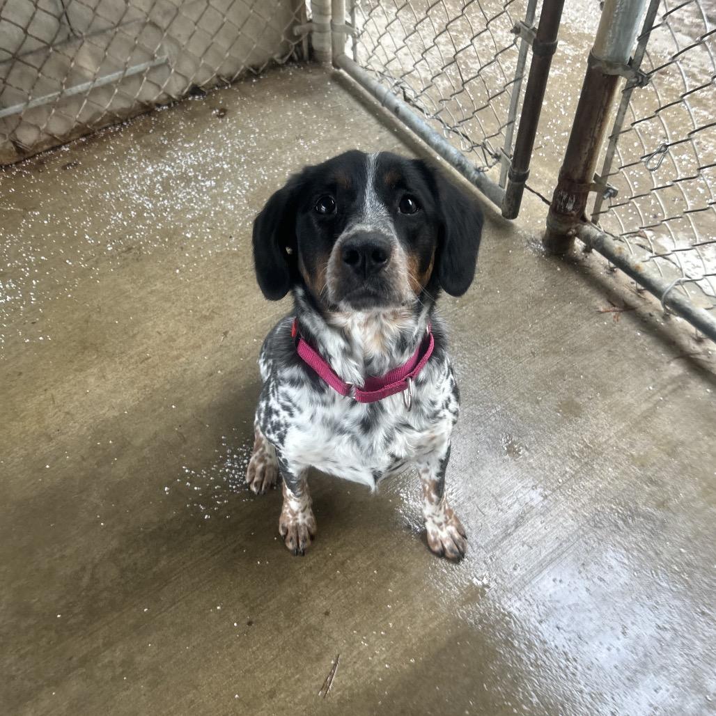 Enlarge Rory, a Adoptable mixed breed in Greenville, PA image 6/6