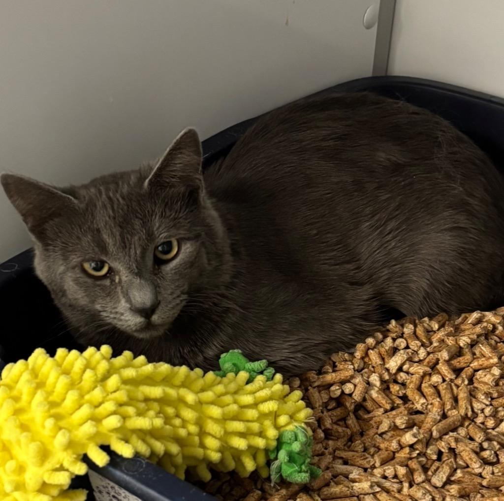 Enlarge Ricochet, a Adoptable mixed breed in Peoria, AZ image 1/3