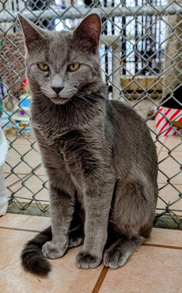 Enlarge Ricochet, a Adoptable mixed breed in Peoria, AZ image 1/2