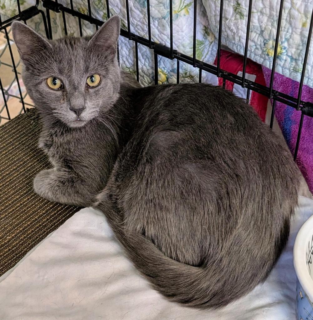 Enlarge Ricochet, a Adoptable mixed breed in Peoria, AZ image 2/3