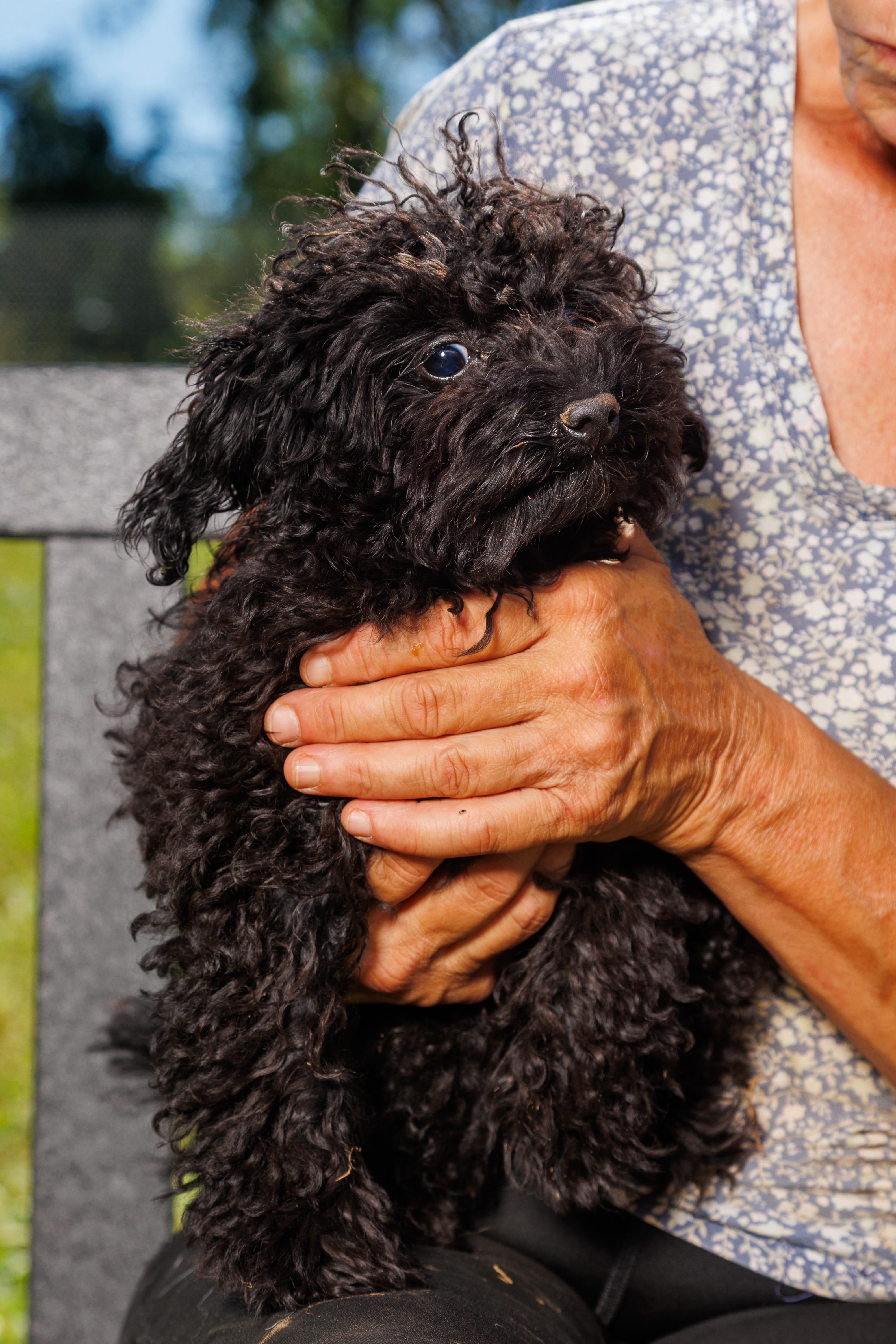 Enlarge Jean Claude, a Adoptable Poodle (Toy) in Chester Springs, PA image 1/2