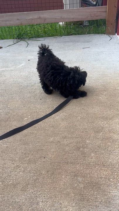 Enlarge Jean Claude, a Adoptable Poodle (Toy) in Chester Springs, PA video 2/2