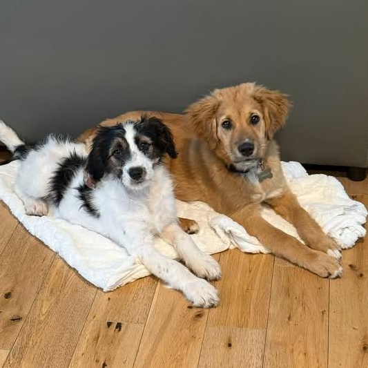 Charlie, a ADOPTABLE mixed breed in Richmond, VA image 4/6