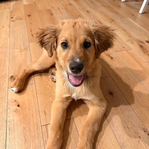 Charlie, a ADOPTABLE mixed breed in Richmond, VA image 3/6