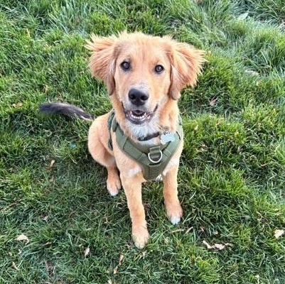 Charlie, a ADOPTABLE mixed breed in Richmond, VA image 1/6