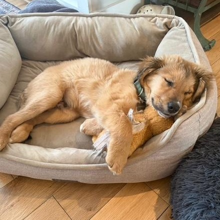 Charlie, a ADOPTABLE mixed breed in Richmond, VA image 5/6