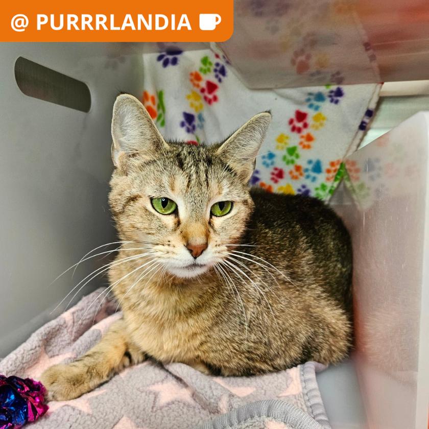 Nefertari, Adoptable, Adult Female Domestic Short Hair.