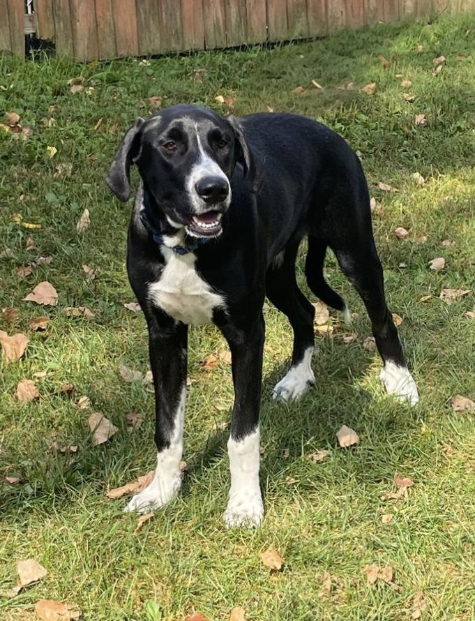 Enlarge Kasha, an adoptable mixed breed in Elyria, OH image 2/5