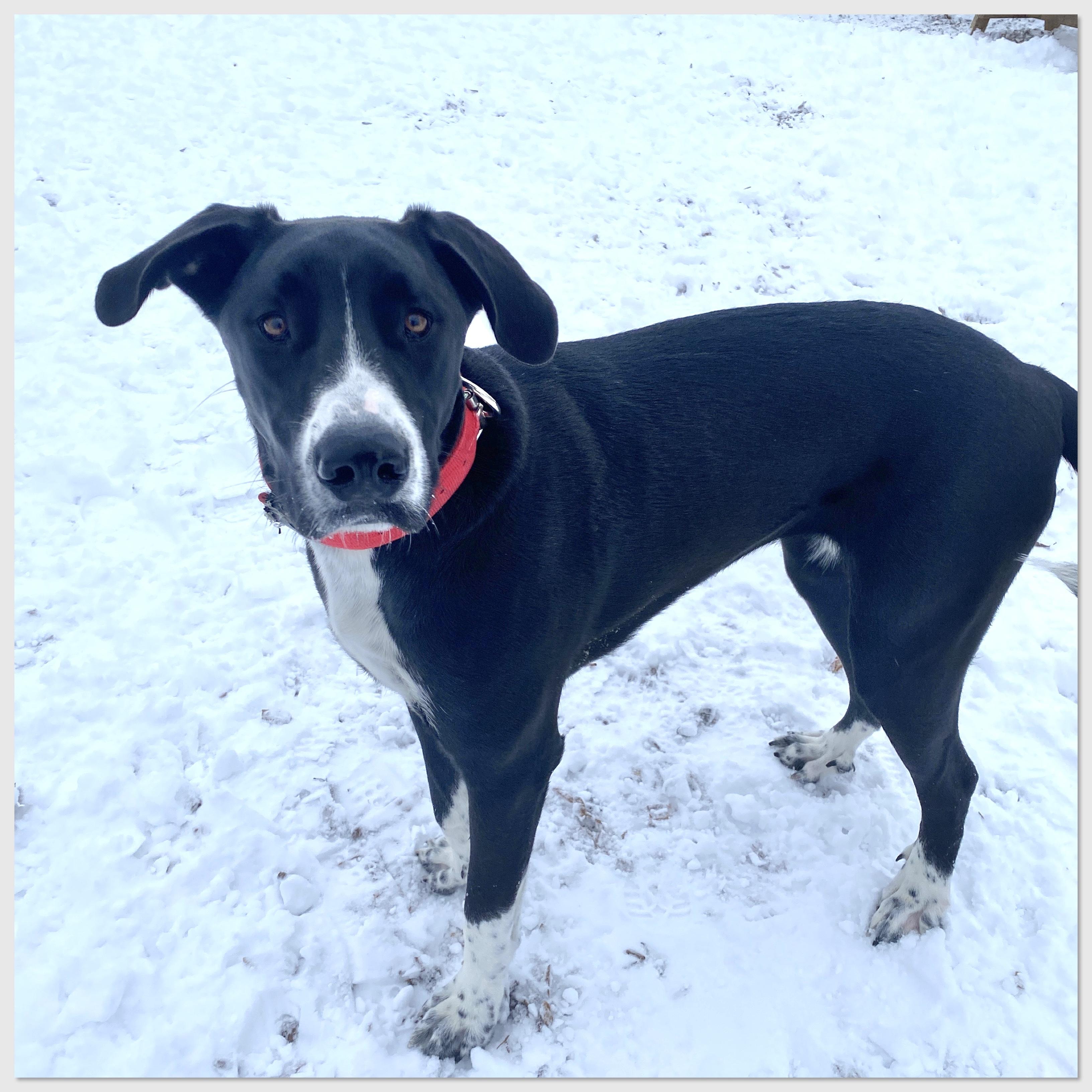 Enlarge Kasha, an adoptable mixed breed in Elyria, OH image 1/5