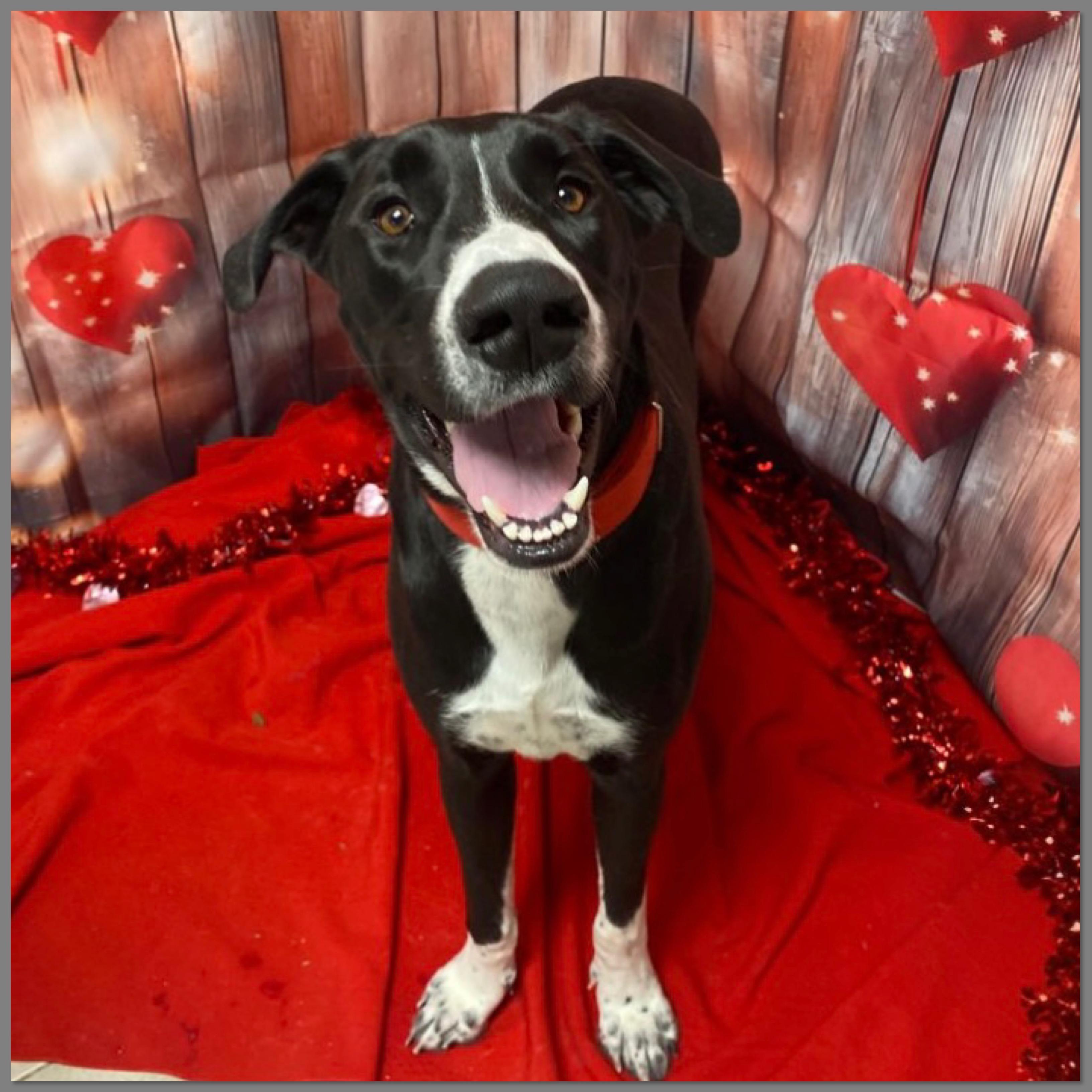 Enlarge Kasha, an adopted mixed breed in Elyria, OH image 1/5