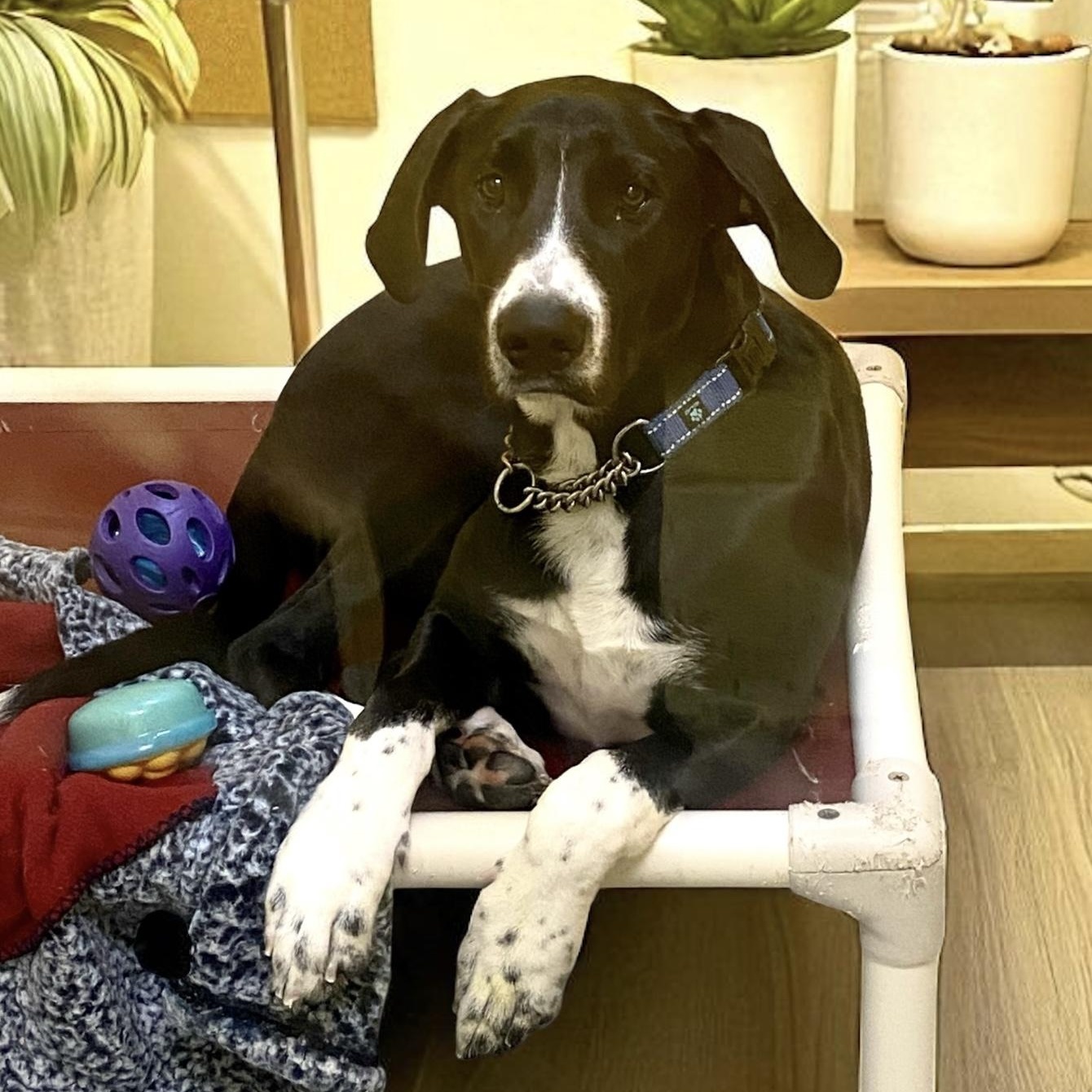 Enlarge Kasha, an adoptable mixed breed in Elyria, OH image 3/5