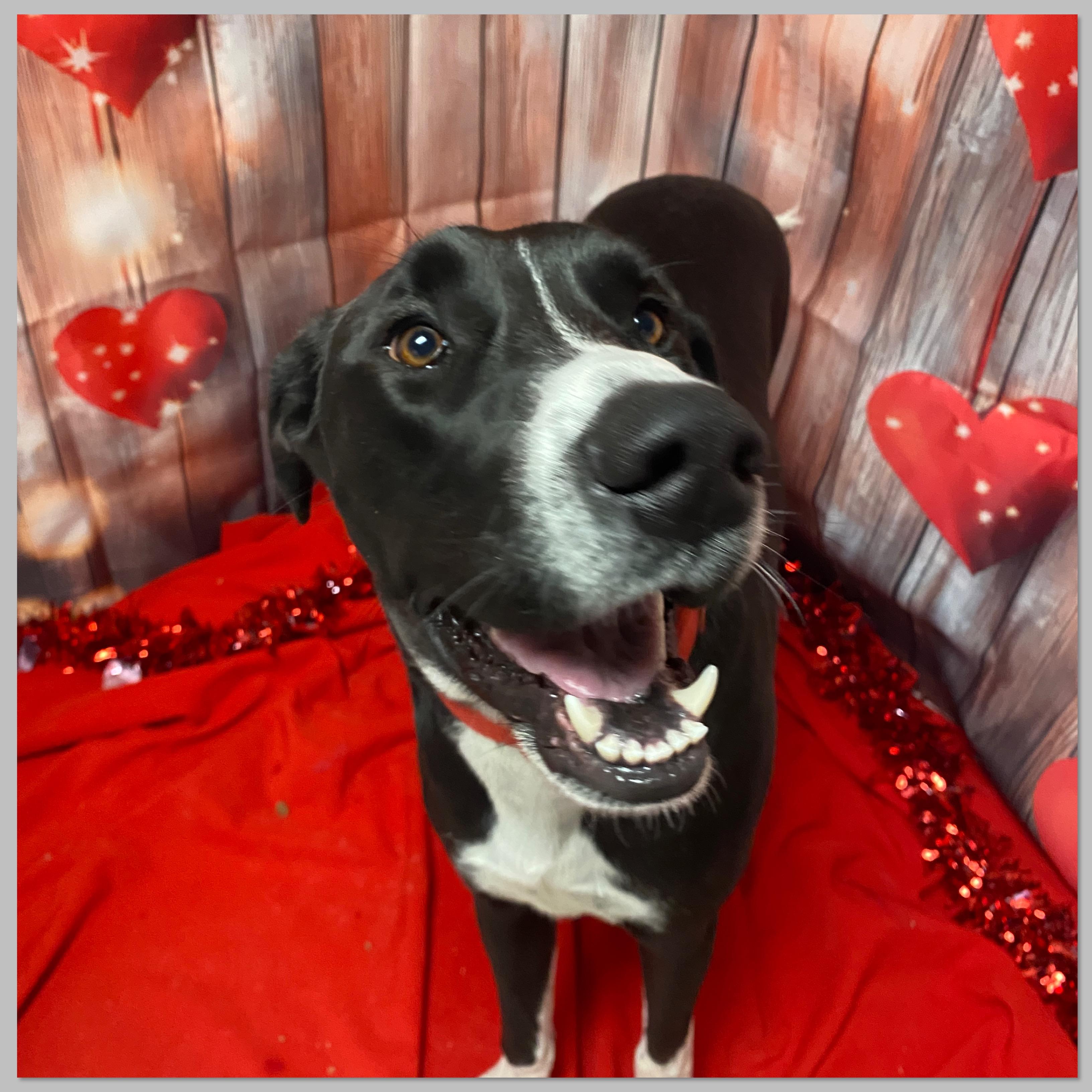 Enlarge Kasha, an adopted mixed breed in Elyria, OH image 4/5