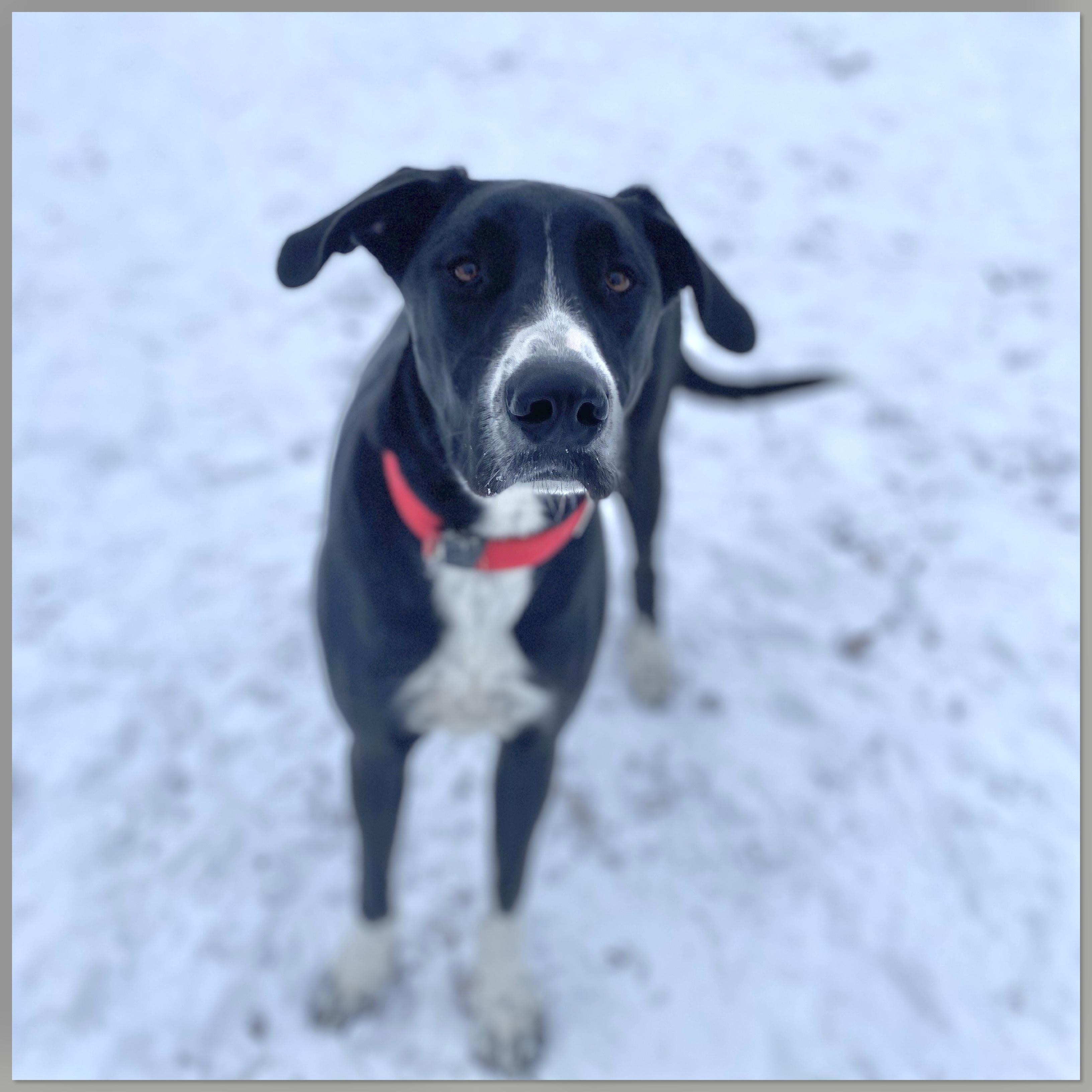 Enlarge Kasha, an adoptable mixed breed in Elyria, OH image 5/5