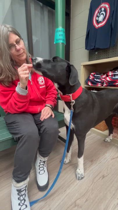 Enlarge Kasha, an adopted mixed breed in Elyria, OH video 5/5