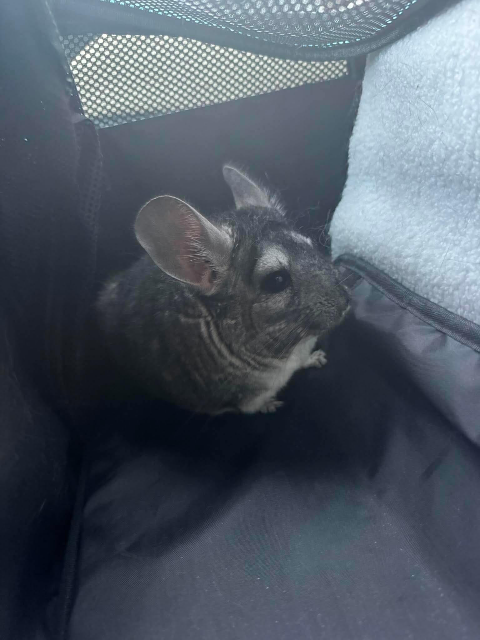 Enlarge Autumn, a Adoptable Chinchilla in FRANKTON, IN image 2/6