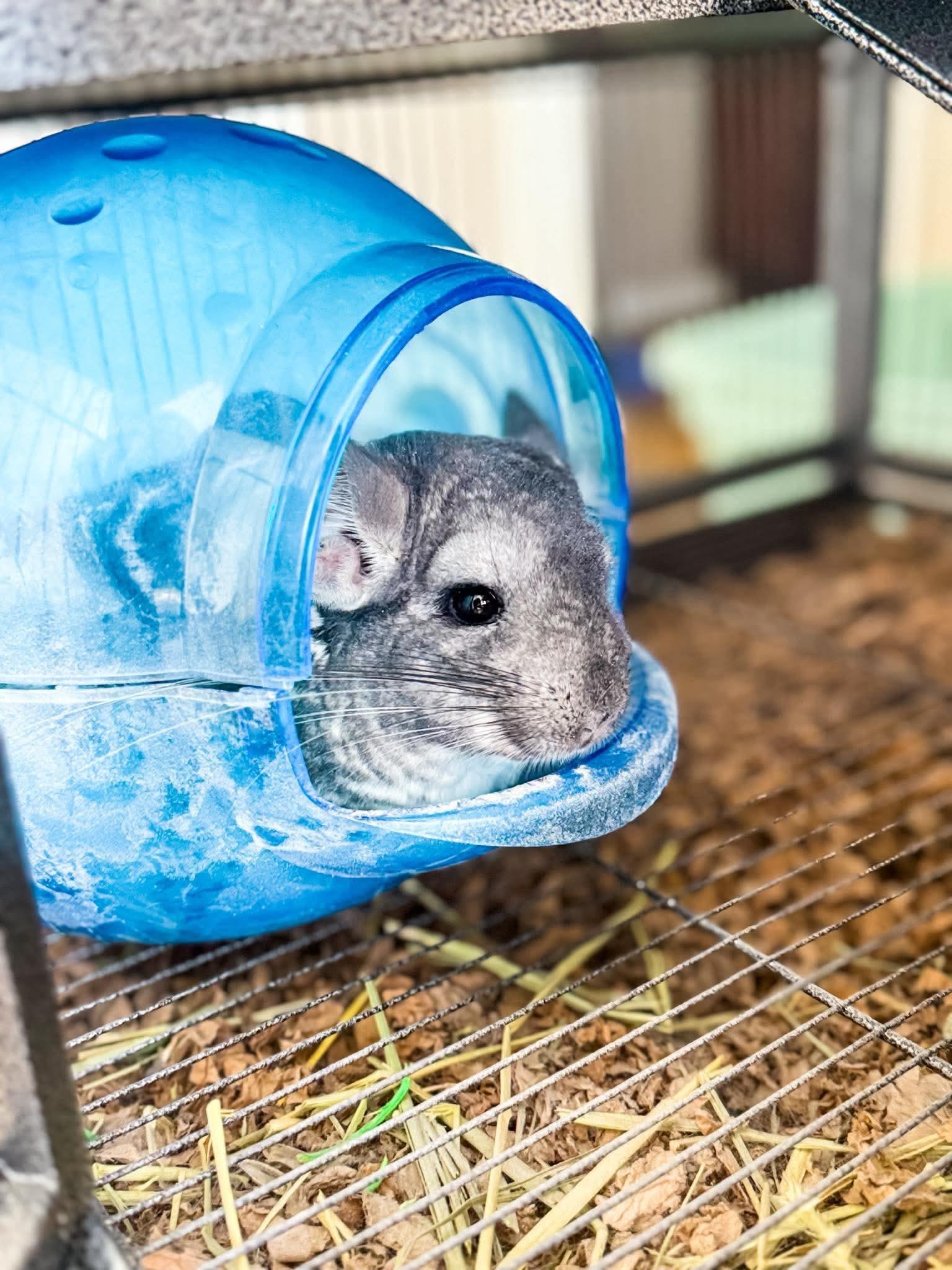 Enlarge Autumn, a Adoptable Chinchilla in FRANKTON, IN image 4/6