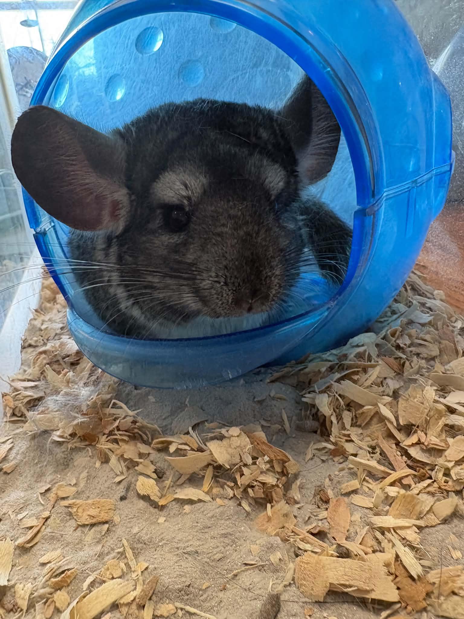 Enlarge Autumn, a Adoptable Chinchilla in FRANKTON, IN image 3/6