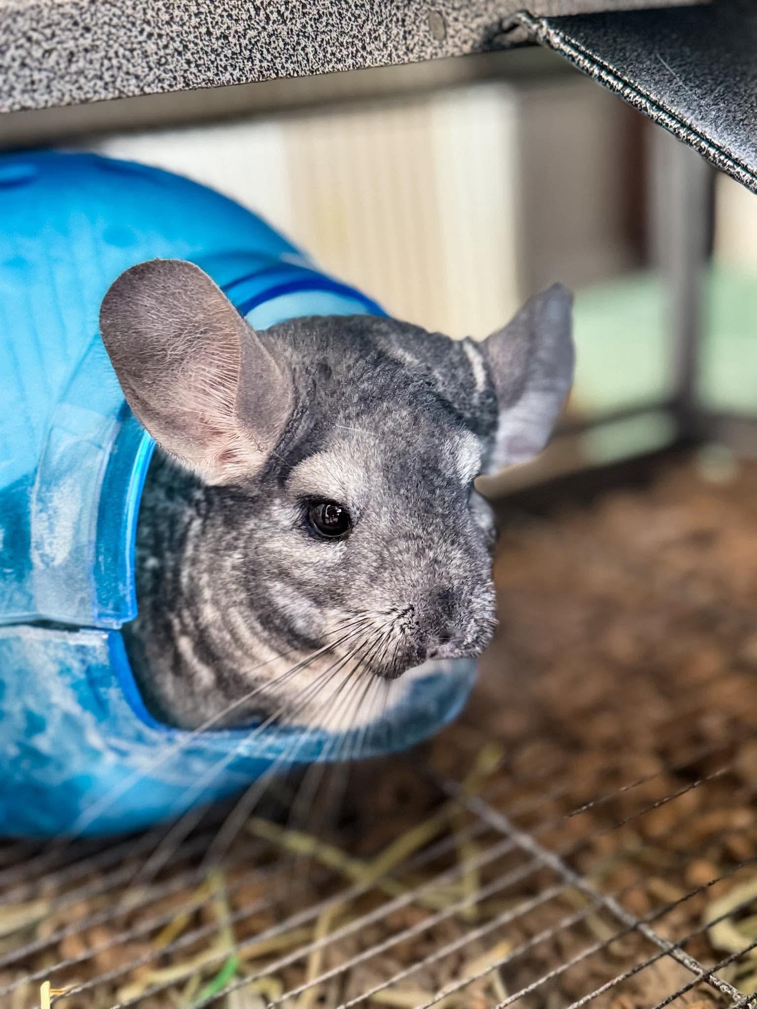 Enlarge Autumn, a Adoptable Chinchilla in FRANKTON, IN image 1/6