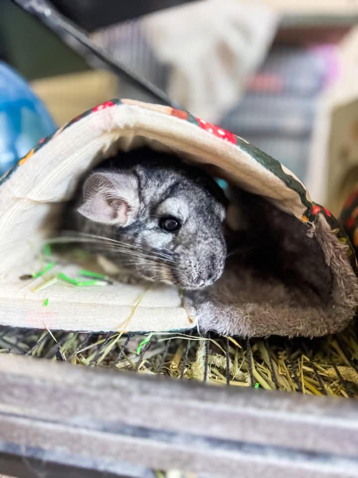 Enlarge Autumn, a Adoptable Chinchilla in FRANKTON, IN image 6/6