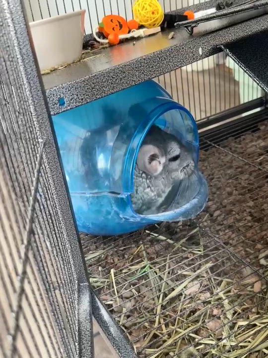 Enlarge Autumn, a Adoptable Chinchilla in FRANKTON, IN video 5/6