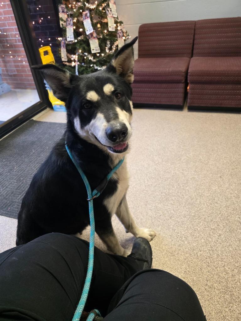 Elf, Adoptable, Young Male German Shepherd Dog.