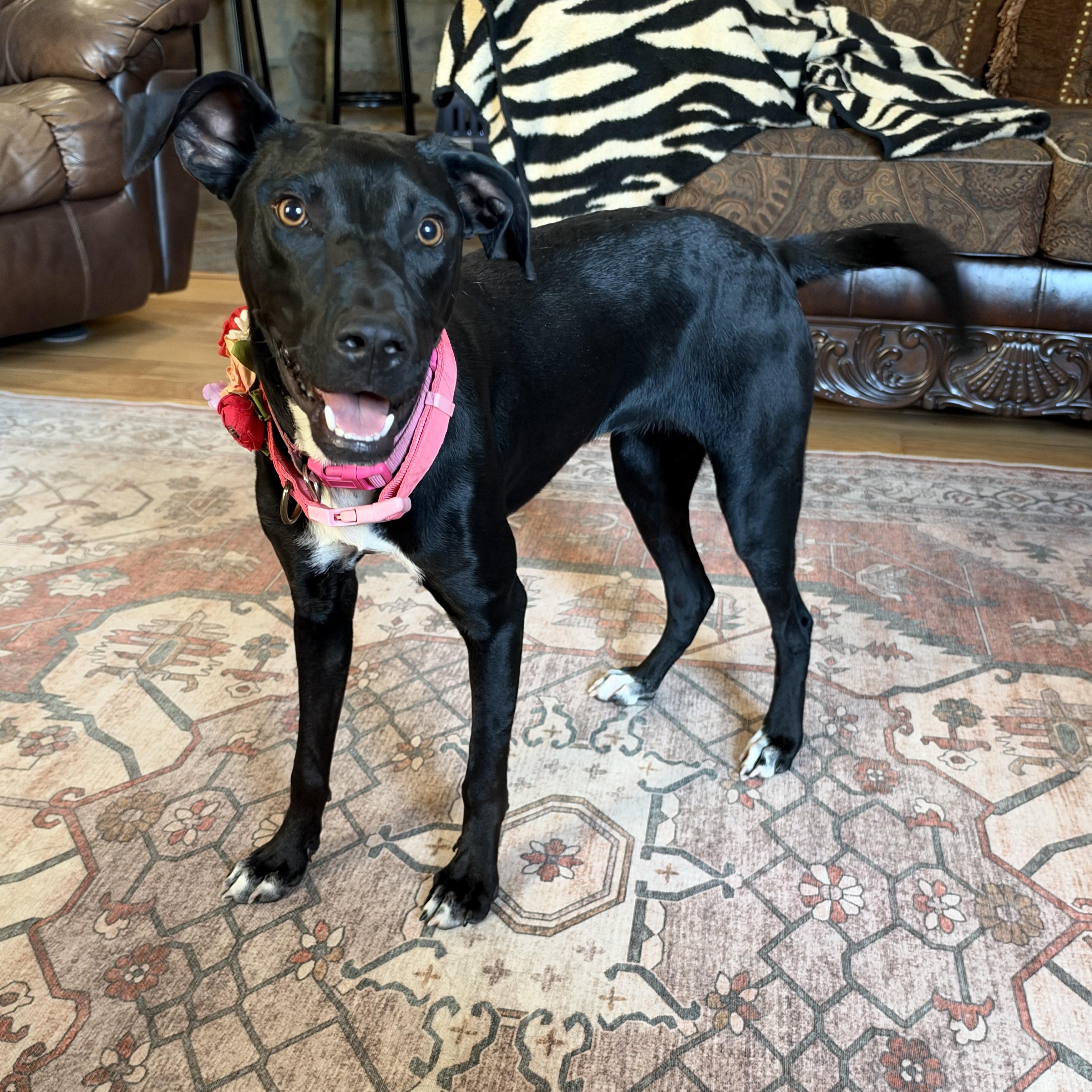 Enlarge Maggie, a Adoptable mixed breed in Warwick, RI image 4/6