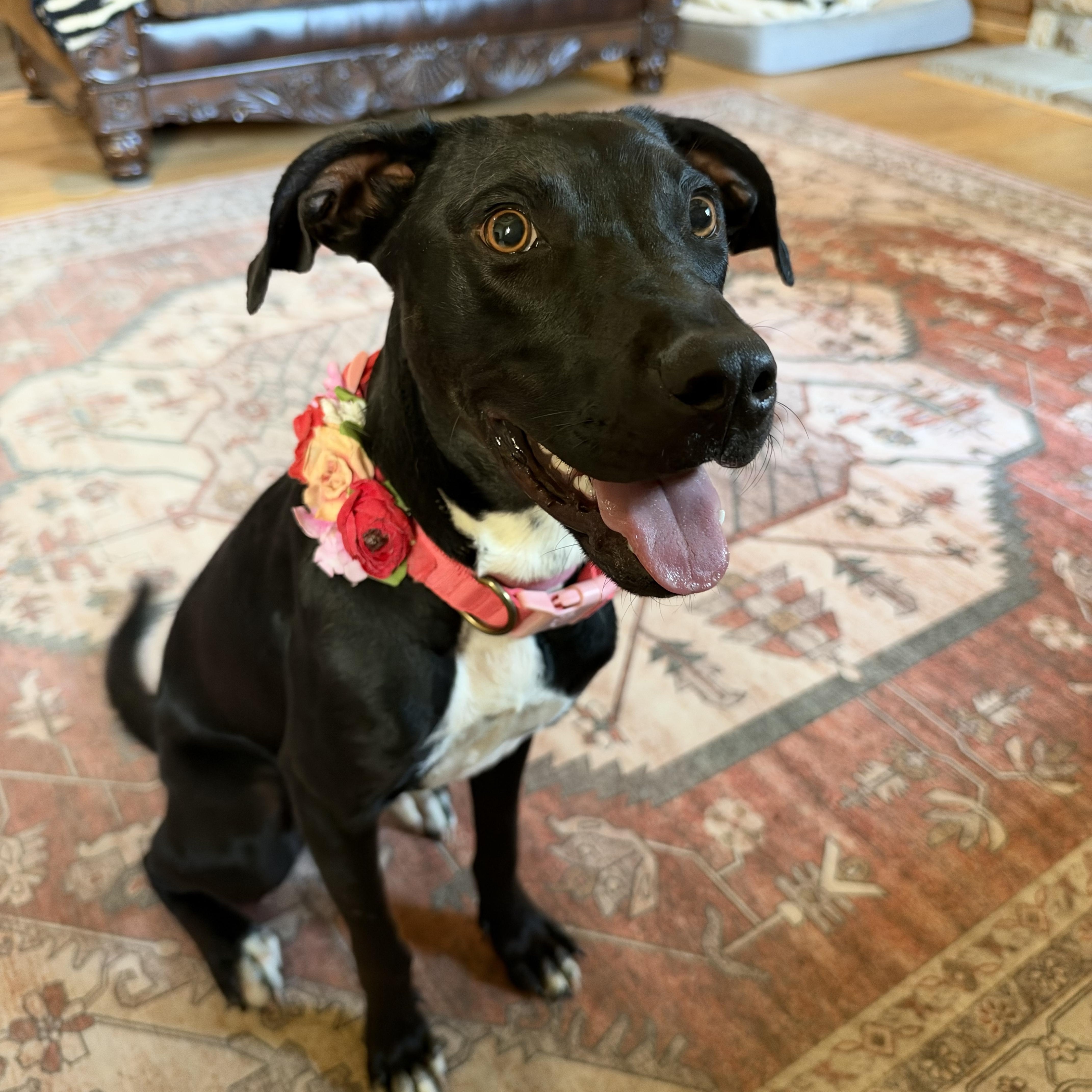 Maggie, Adoptable, Young Female Black Labrador Retriever & Whippet.