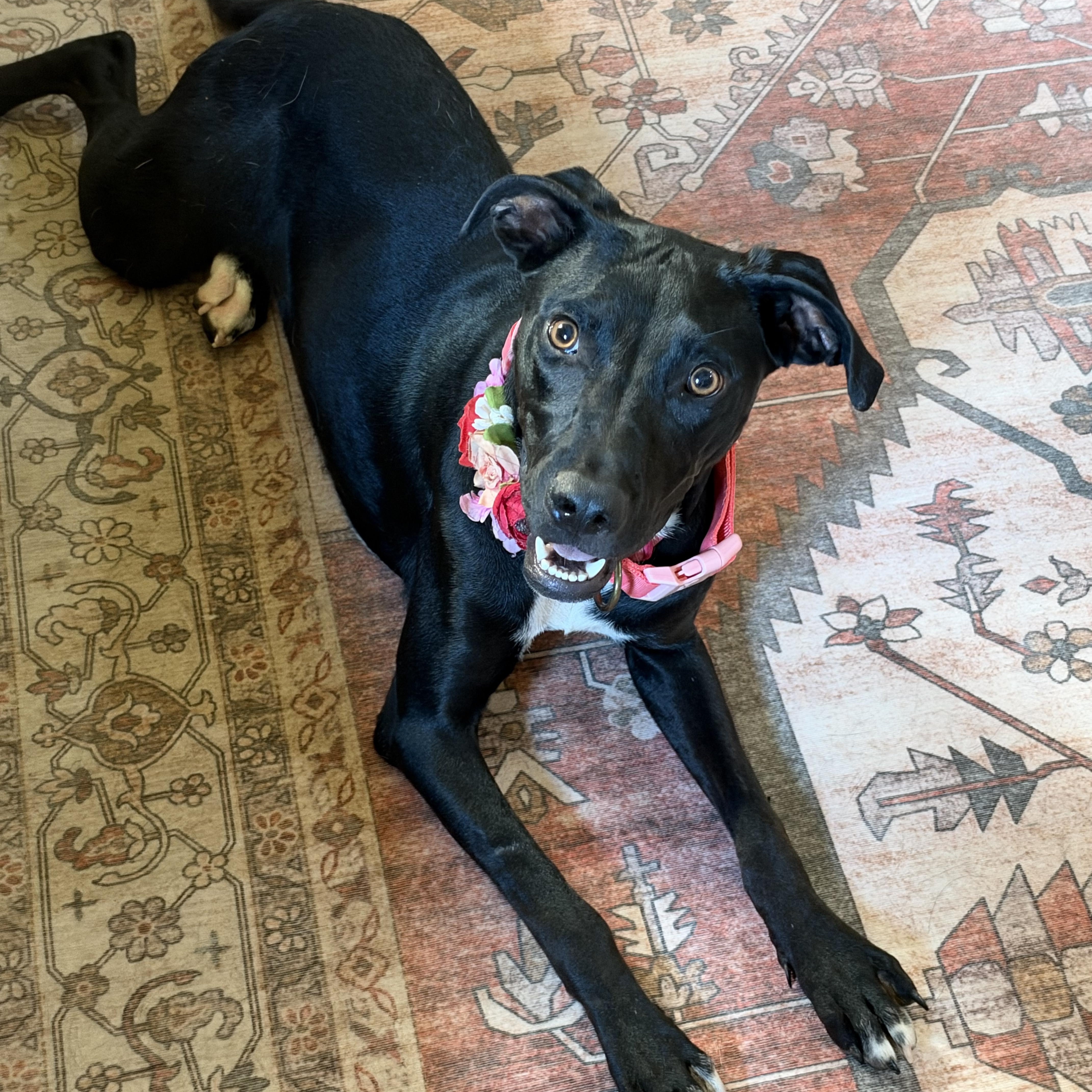 Enlarge Maggie, a Adoptable mixed breed in Warwick, RI image 3/6