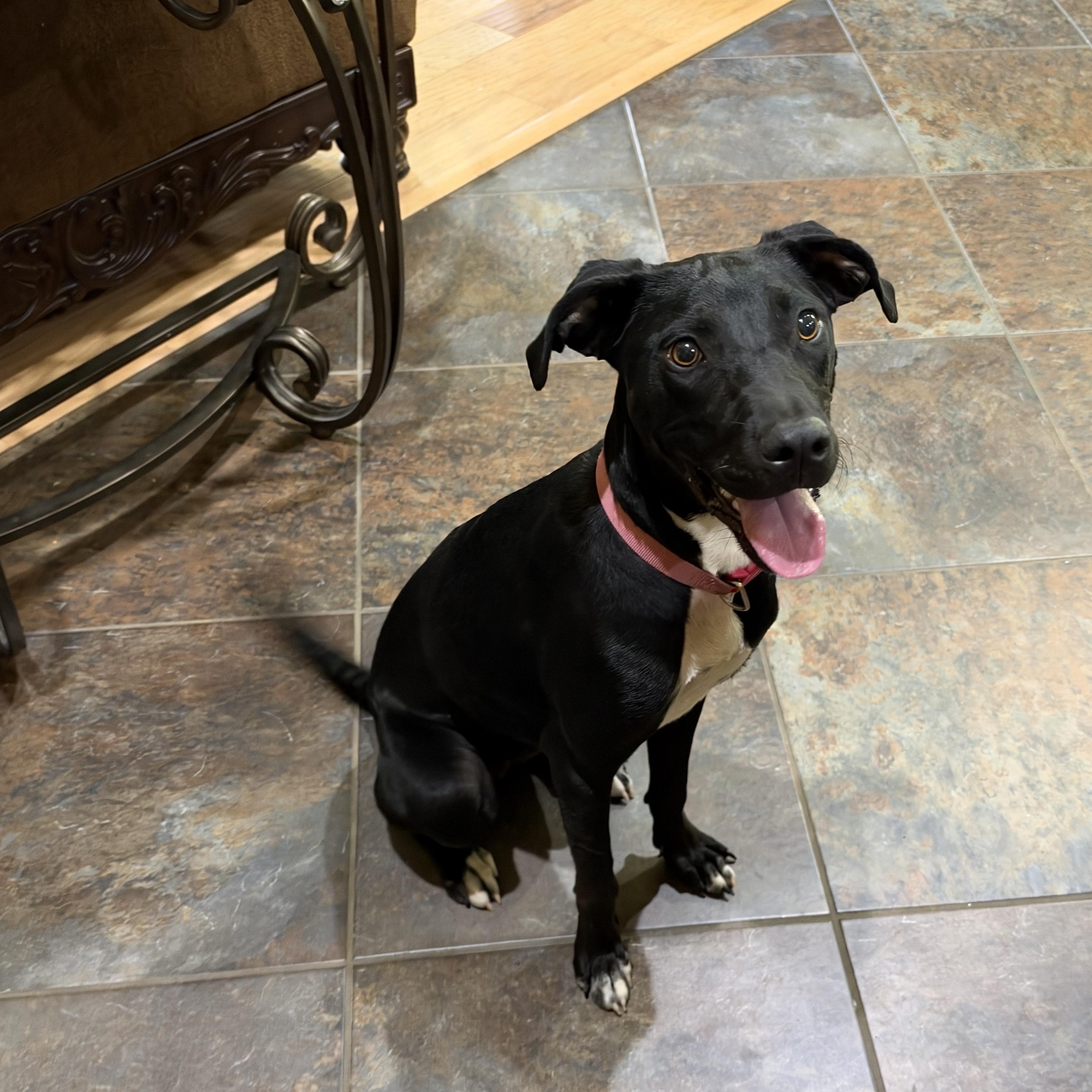 Enlarge Maggie, a Adoptable mixed breed in Warwick, RI image 5/6