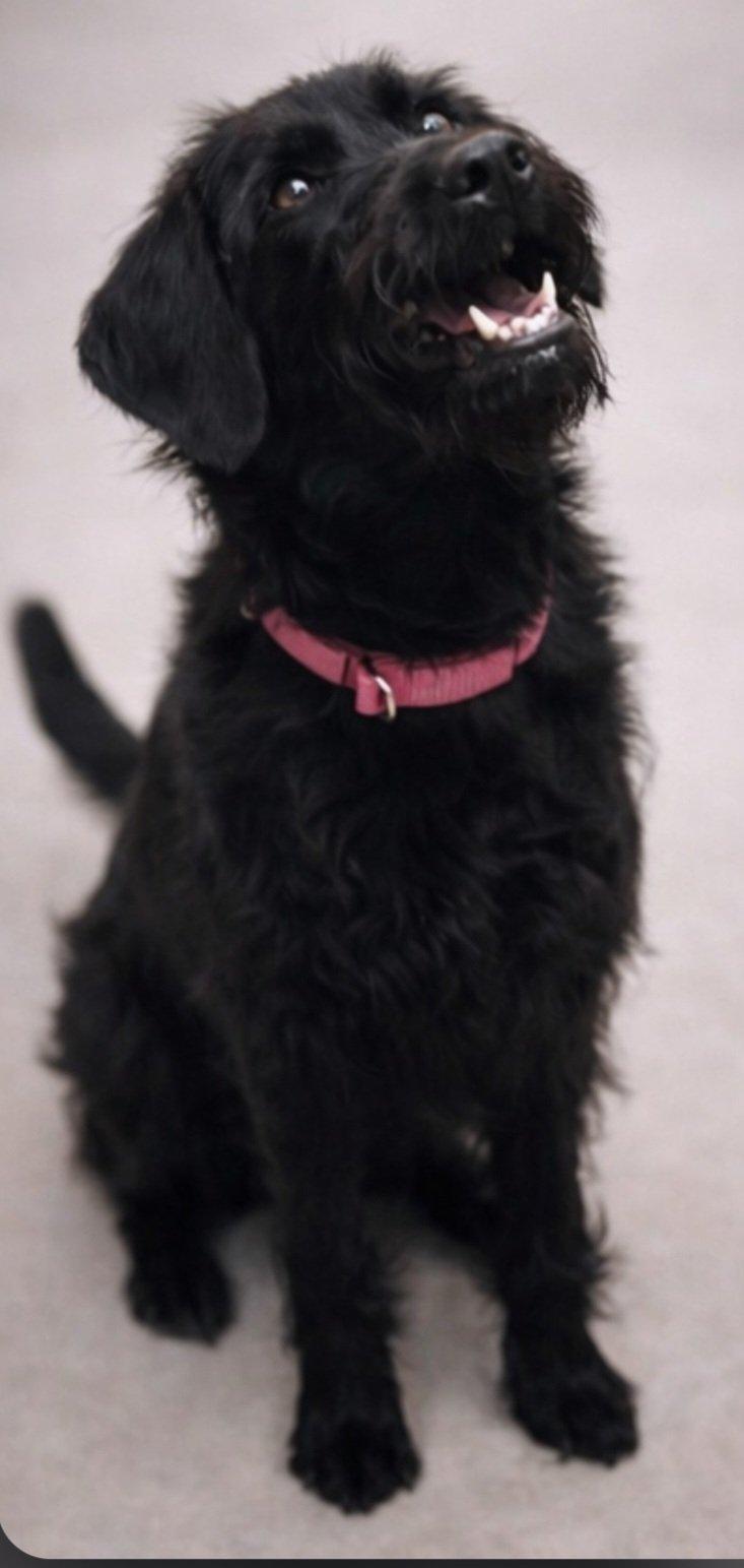 Mack, Adoptable, Young Male Labrador Retriever.