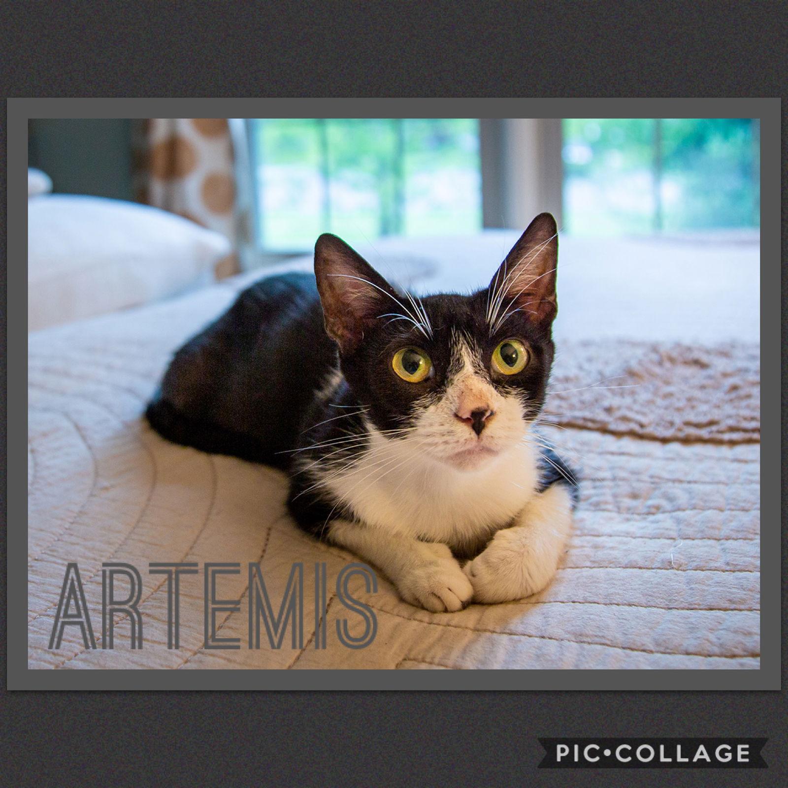 Artemis, Adoptable, Adult Female Domestic Short Hair.