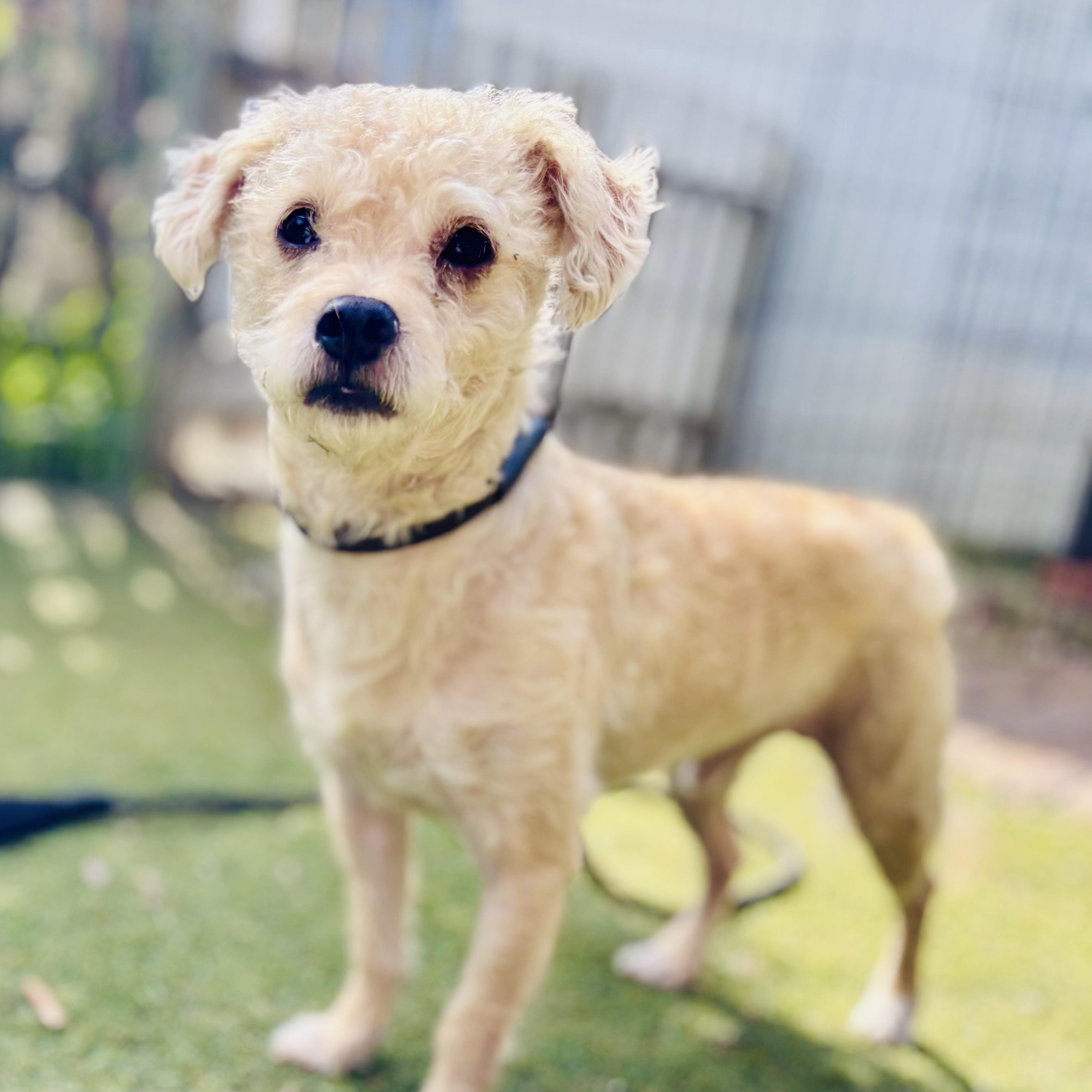Enlarge Rainbow Dash, a ADOPTABLE mixed breed in Beverly Hills, CA image 1/1
