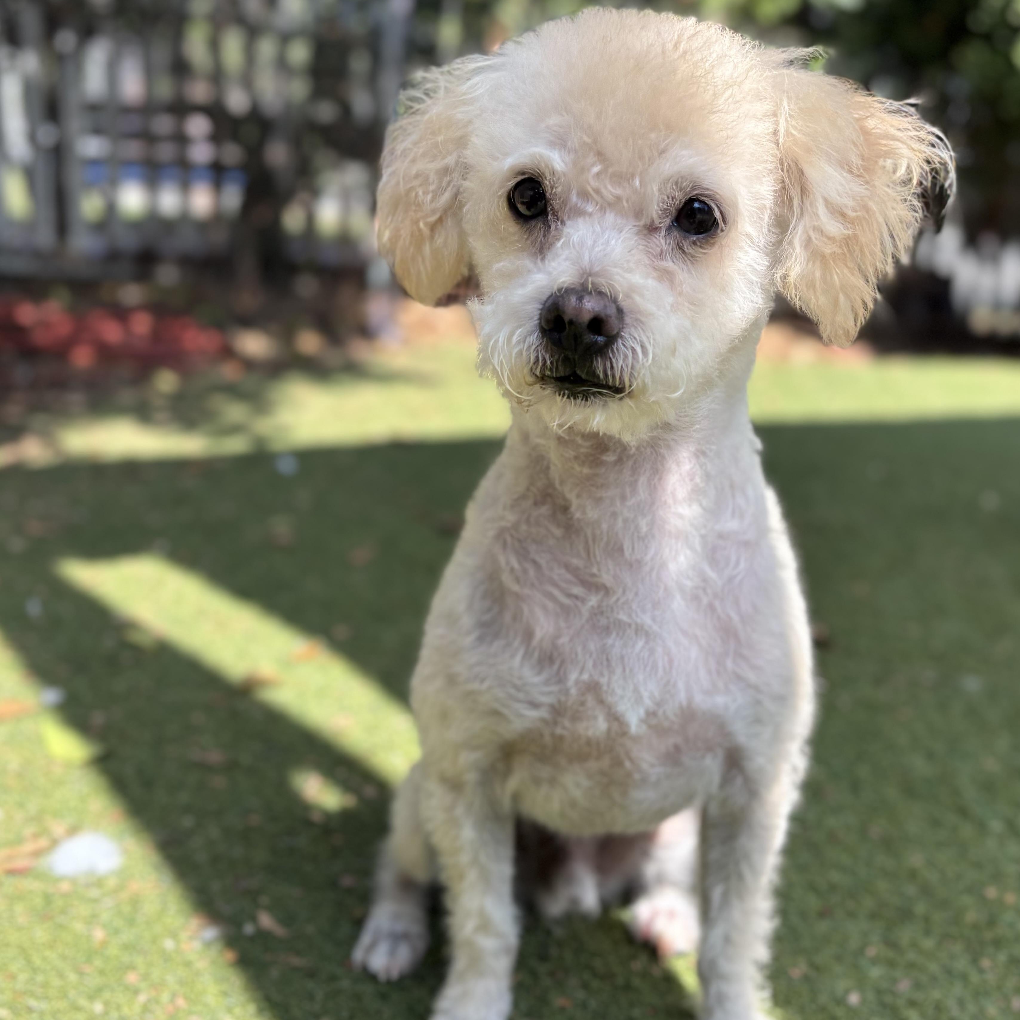 Rainbow Dash, Adoptable, Young Male Miniature Poodle.