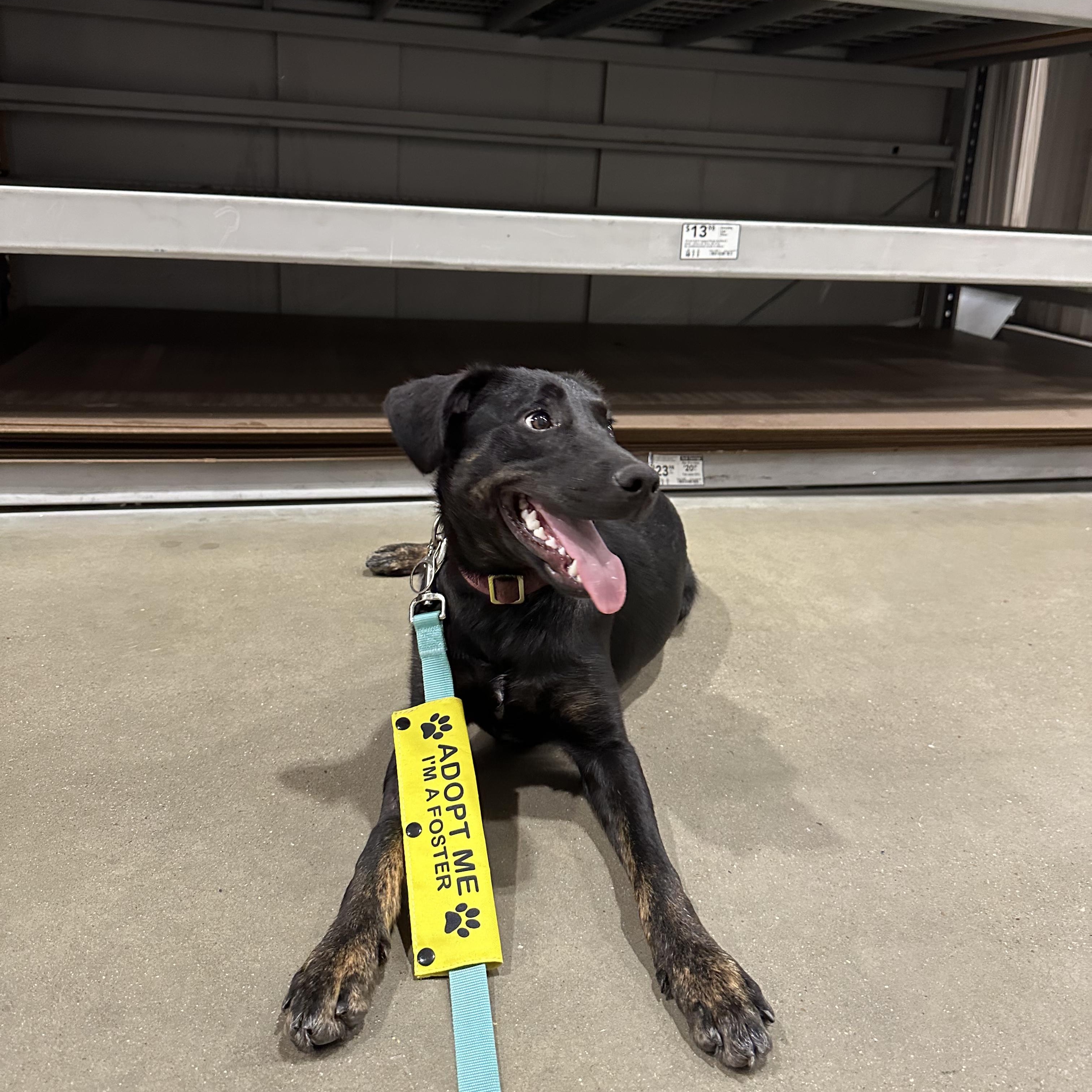 Maggie, Adopted, Young Female German Shepherd Dog & Black Labrador Retriever.