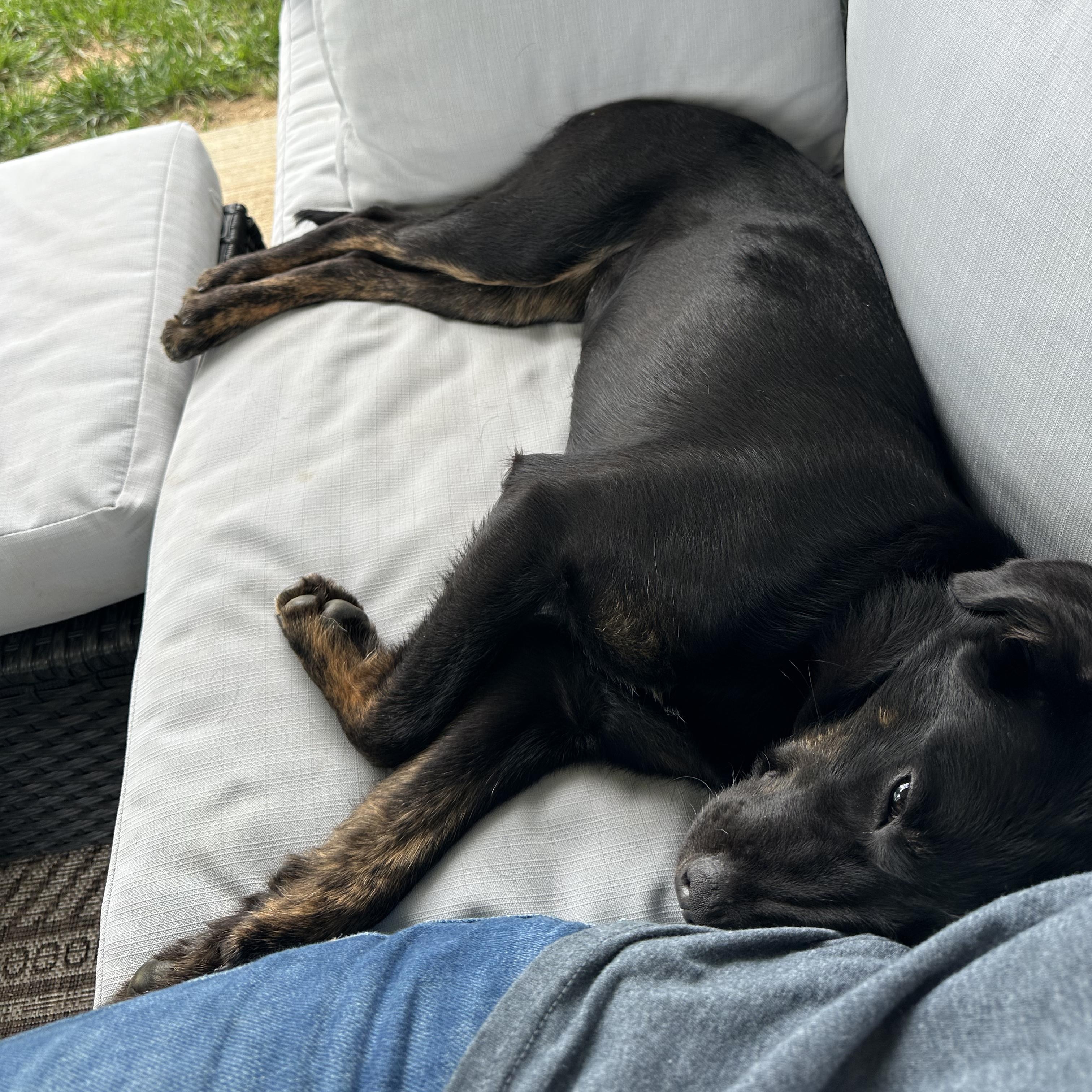 Maggie, a Adopted mixed breed in Hixson, TN image 6/6