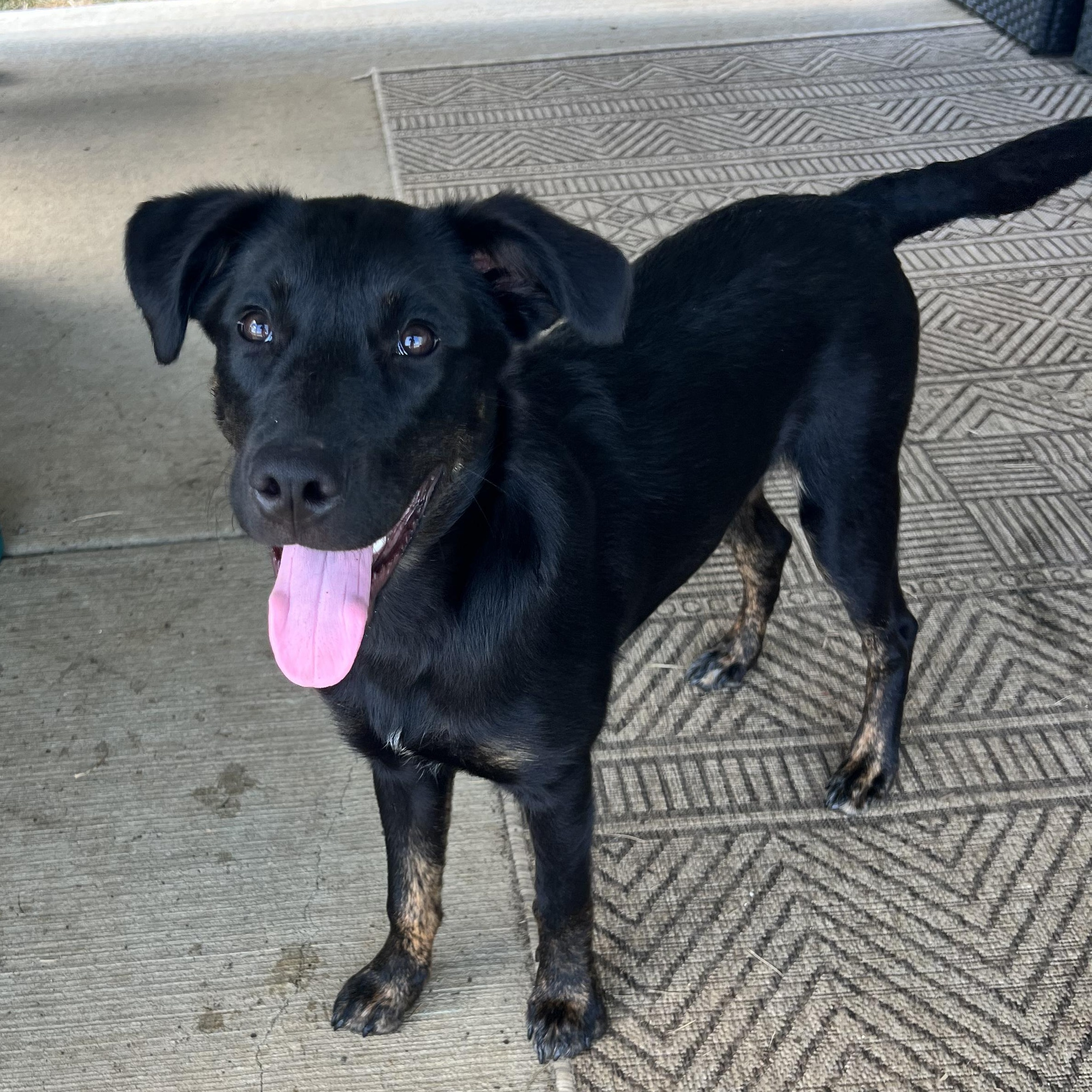 Maggie, a Adopted mixed breed in Hixson, TN image 2/6