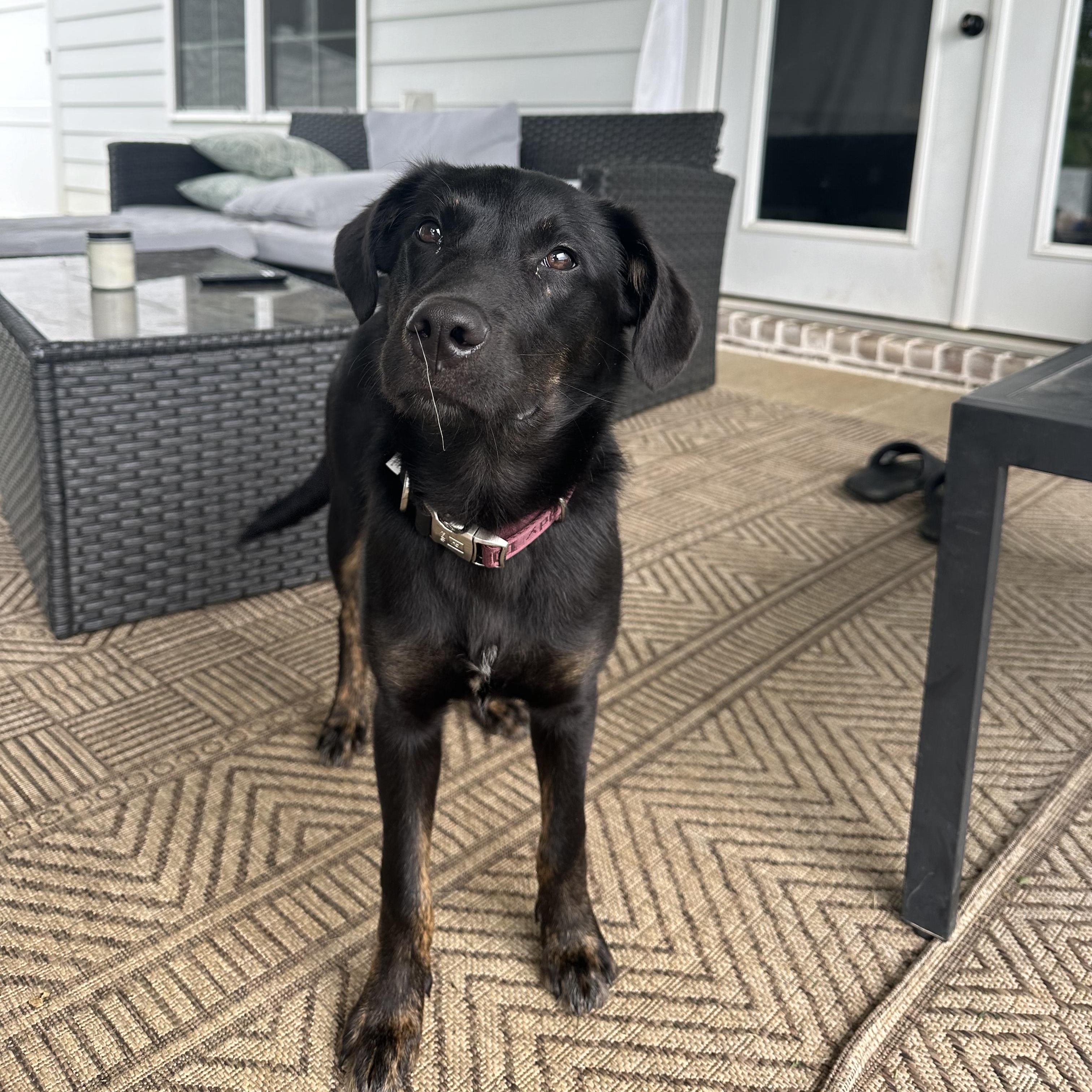 Maggie, a Adopted mixed breed in Hixson, TN image 4/6